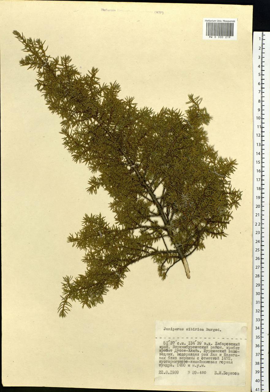 Juniperus communis var. saxatilis Pall., Siberia, Russian Far East (S6) (Russia)