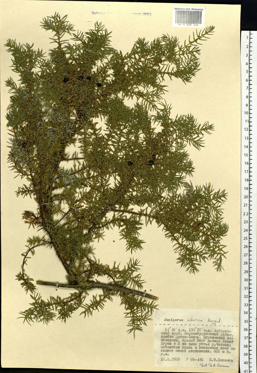 Juniperus communis var. saxatilis Pall., Siberia, Russian Far East (S6) (Russia)