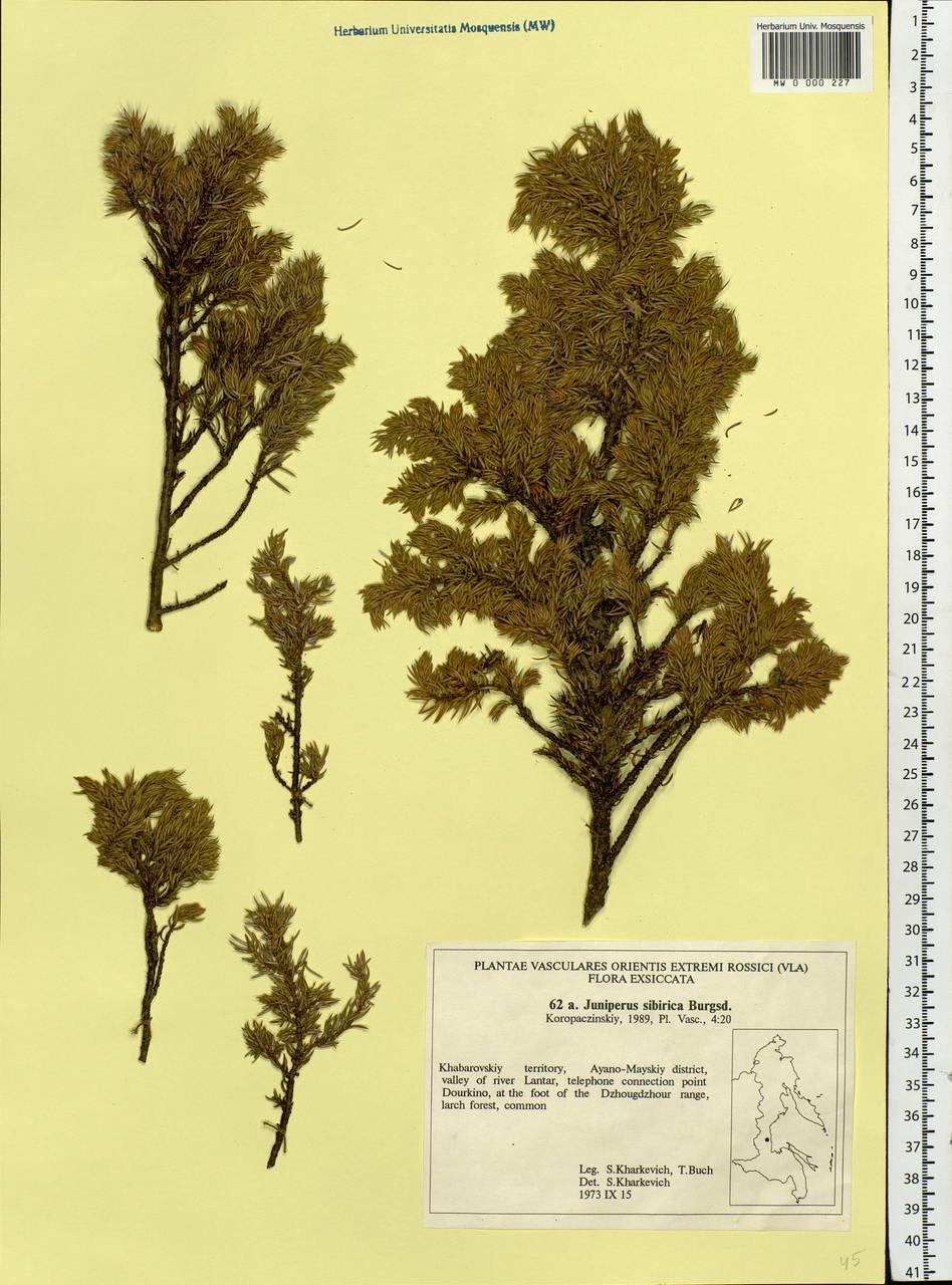 Juniperus communis var. saxatilis Pall., Siberia, Russian Far East (S6) (Russia)