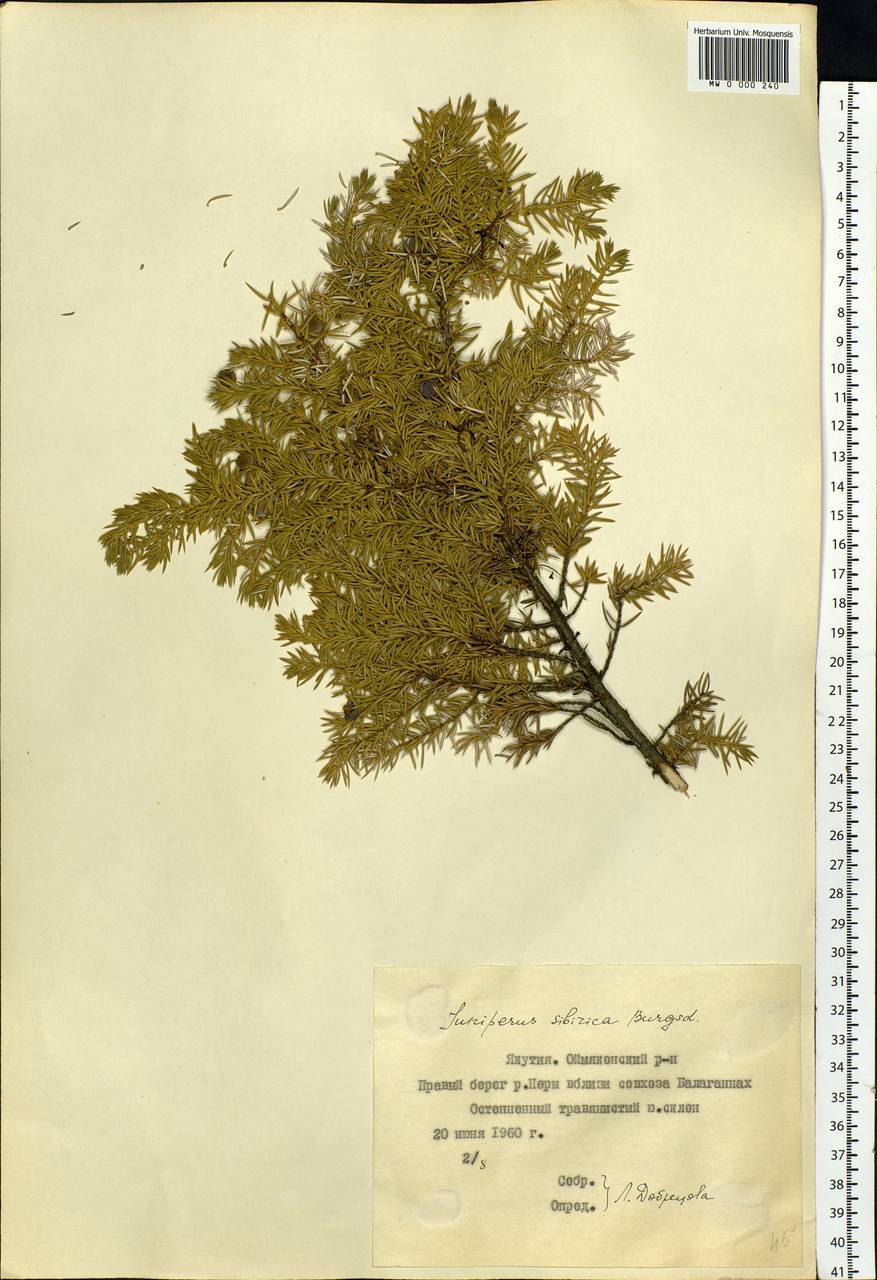 Juniperus communis var. saxatilis Pall., Siberia, Yakutia (S5) (Russia)