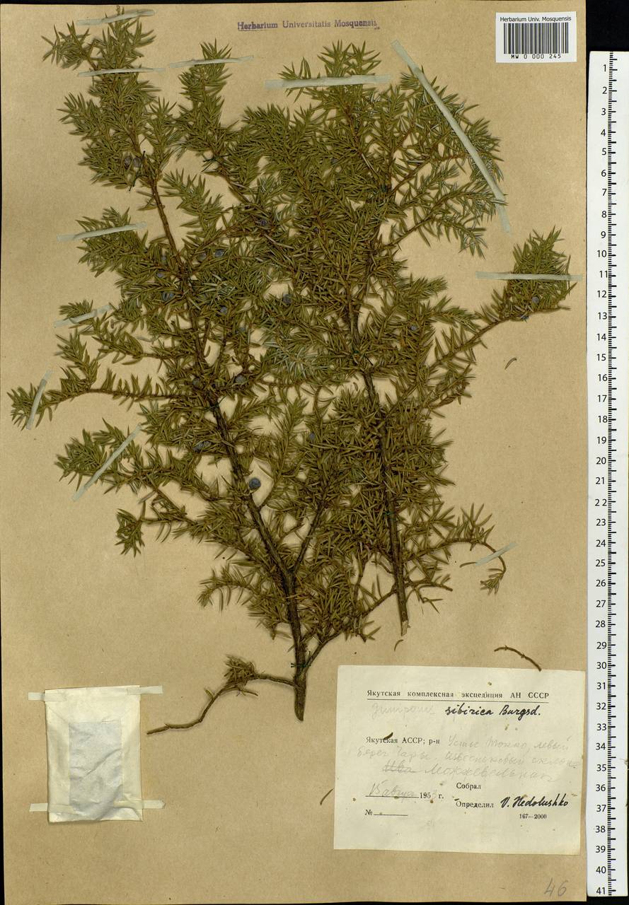 Juniperus communis var. saxatilis Pall., Siberia, Yakutia (S5) (Russia)