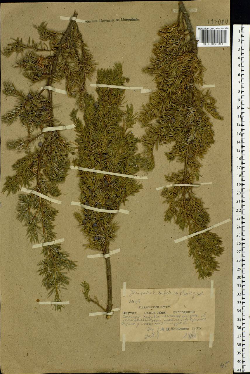 Juniperus communis var. saxatilis Pall., Siberia, Yakutia (S5) (Russia)