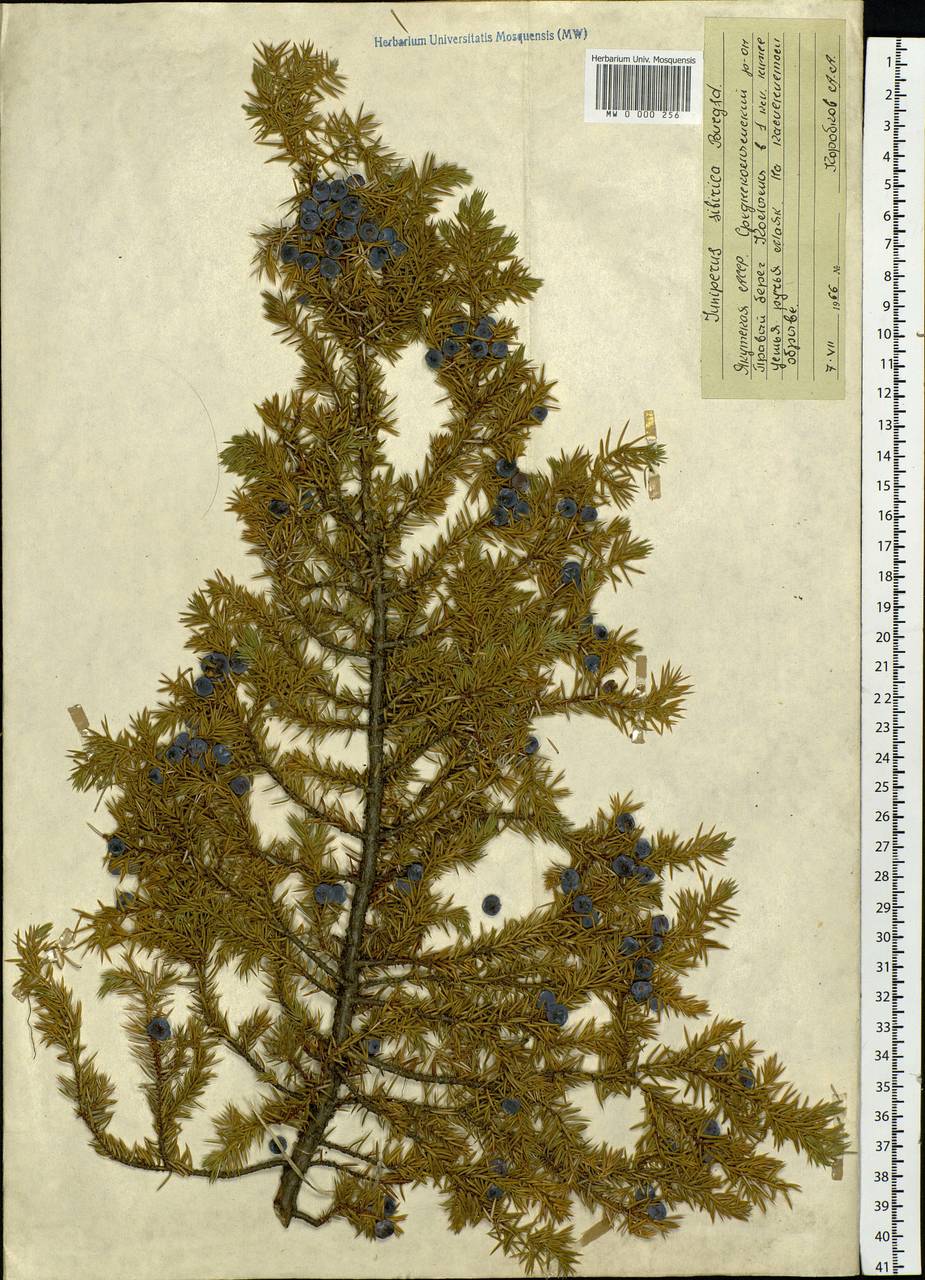 Juniperus communis var. saxatilis Pall., Siberia, Yakutia (S5) (Russia)