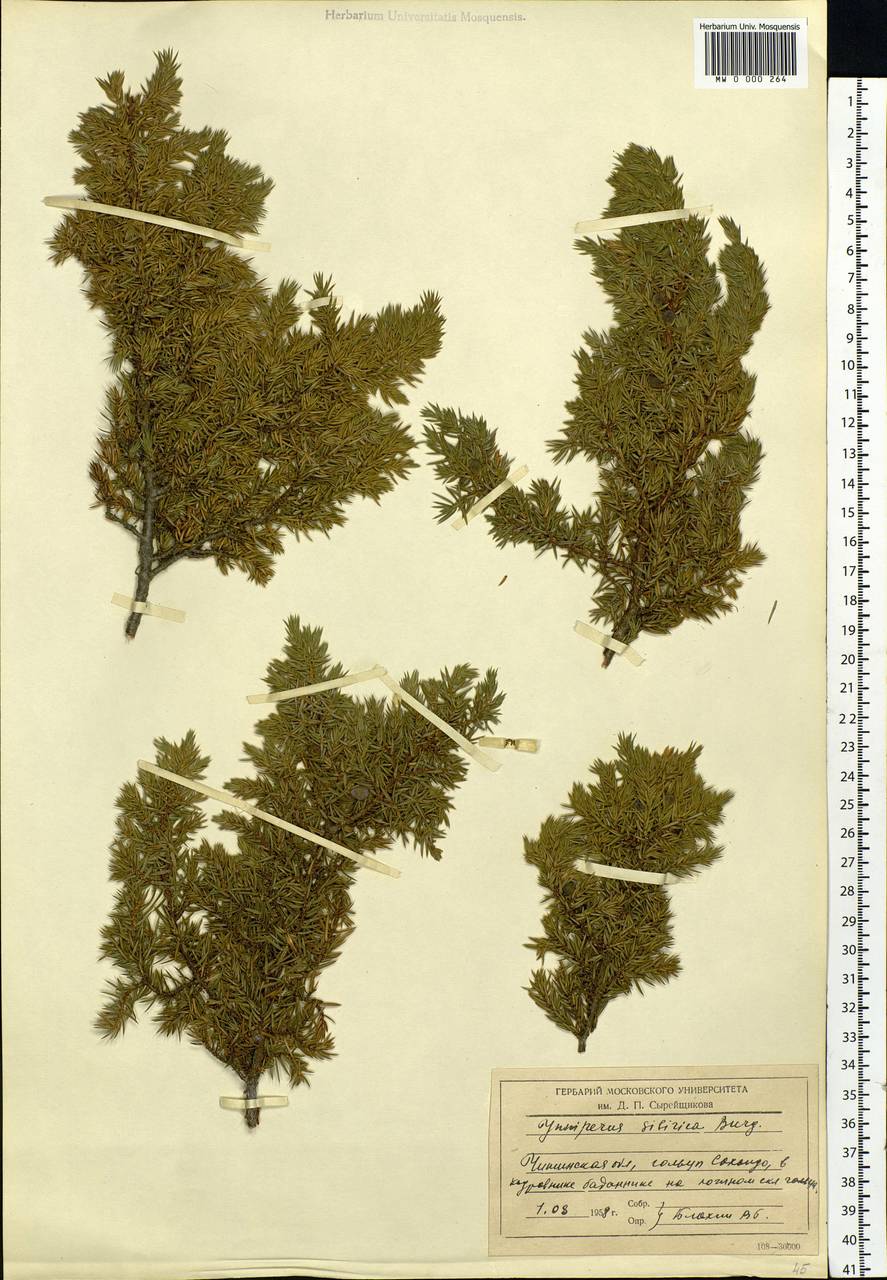 Juniperus communis var. saxatilis Pall., Siberia, Baikal & Transbaikal region (S4) (Russia)