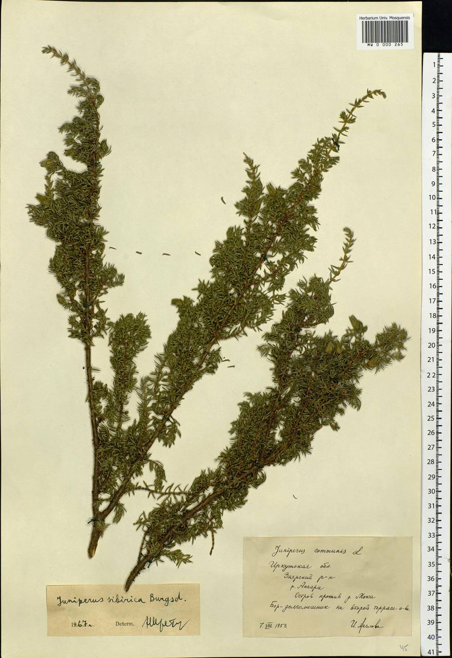 Juniperus communis var. saxatilis Pall., Siberia, Baikal & Transbaikal region (S4) (Russia)