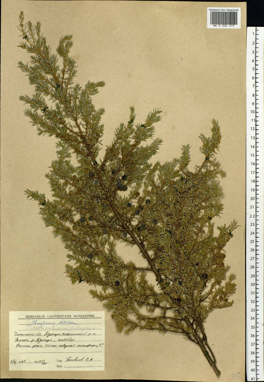 Juniperus communis var. saxatilis Pall., Siberia, Baikal & Transbaikal region (S4) (Russia)