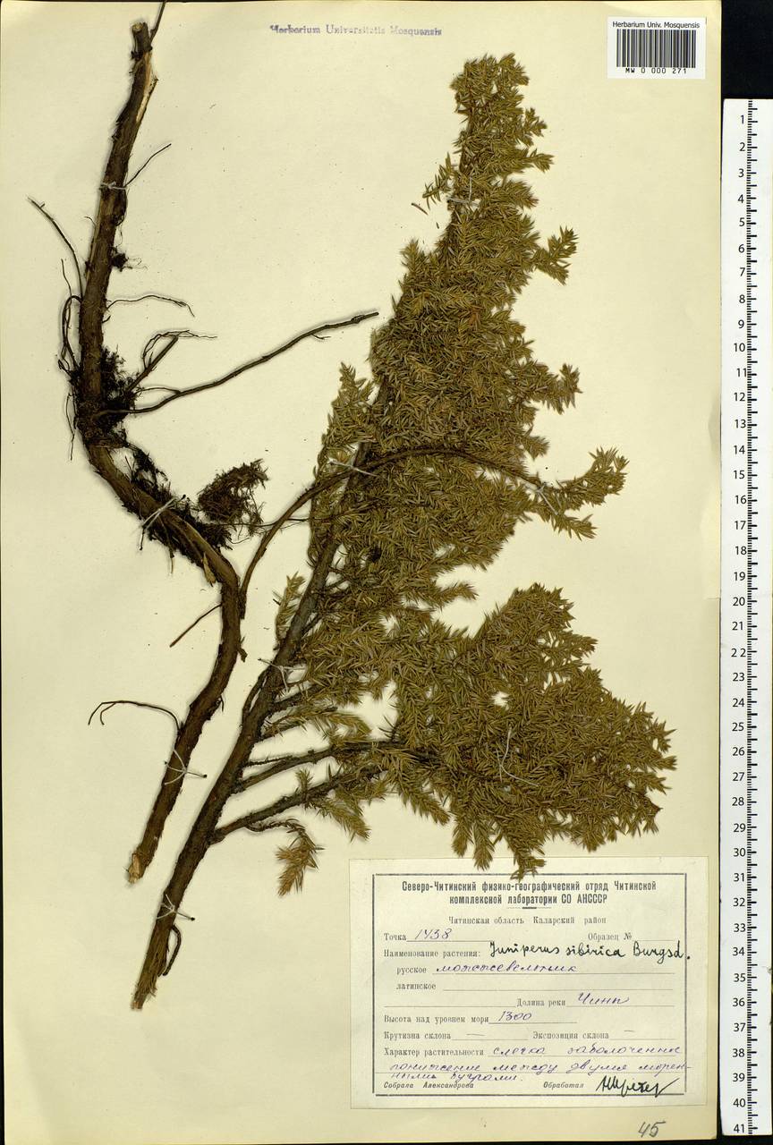 Juniperus communis var. saxatilis Pall., Siberia, Baikal & Transbaikal region (S4) (Russia)