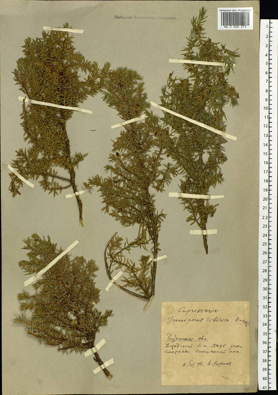 Juniperus communis var. saxatilis Pall., Siberia, Baikal & Transbaikal region (S4) (Russia)