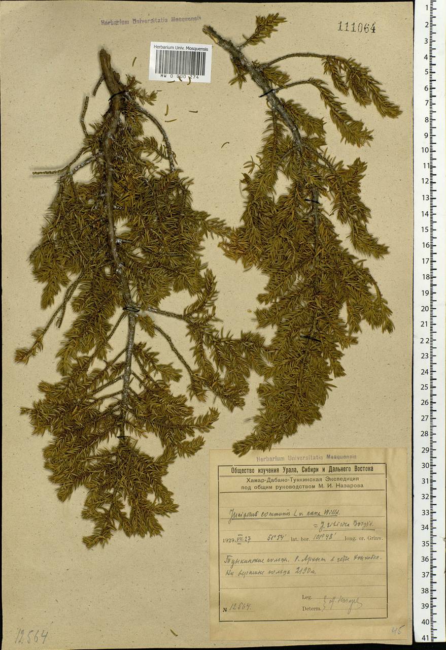 Juniperus communis var. saxatilis Pall., Siberia, Baikal & Transbaikal region (S4) (Russia)