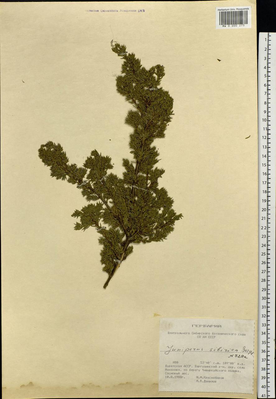 Juniperus communis var. saxatilis Pall., Siberia, Baikal & Transbaikal region (S4) (Russia)