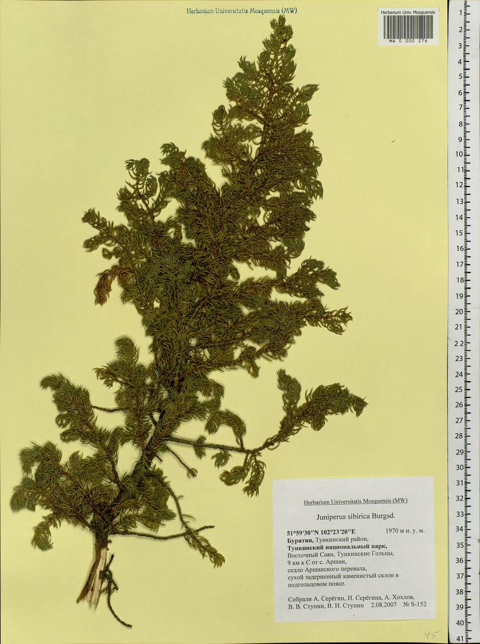 Juniperus communis var. saxatilis Pall., Siberia, Baikal & Transbaikal region (S4) (Russia)