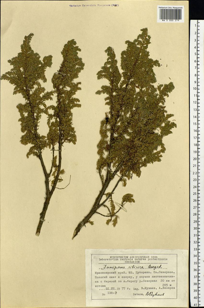 Juniperus communis var. saxatilis Pall., Siberia, Central Siberia (S3) (Russia)