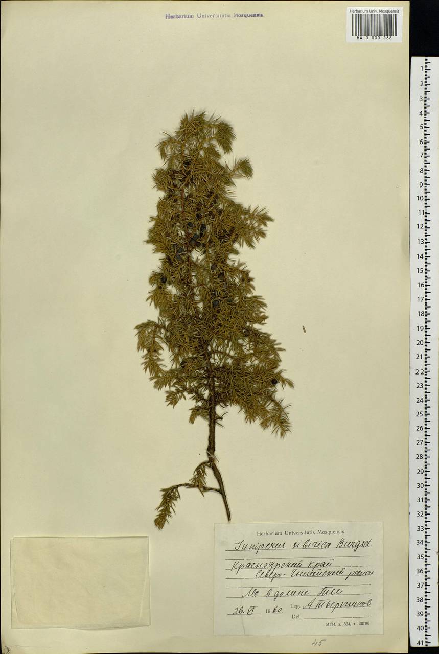 Juniperus communis var. saxatilis Pall., Siberia, Central Siberia (S3) (Russia)