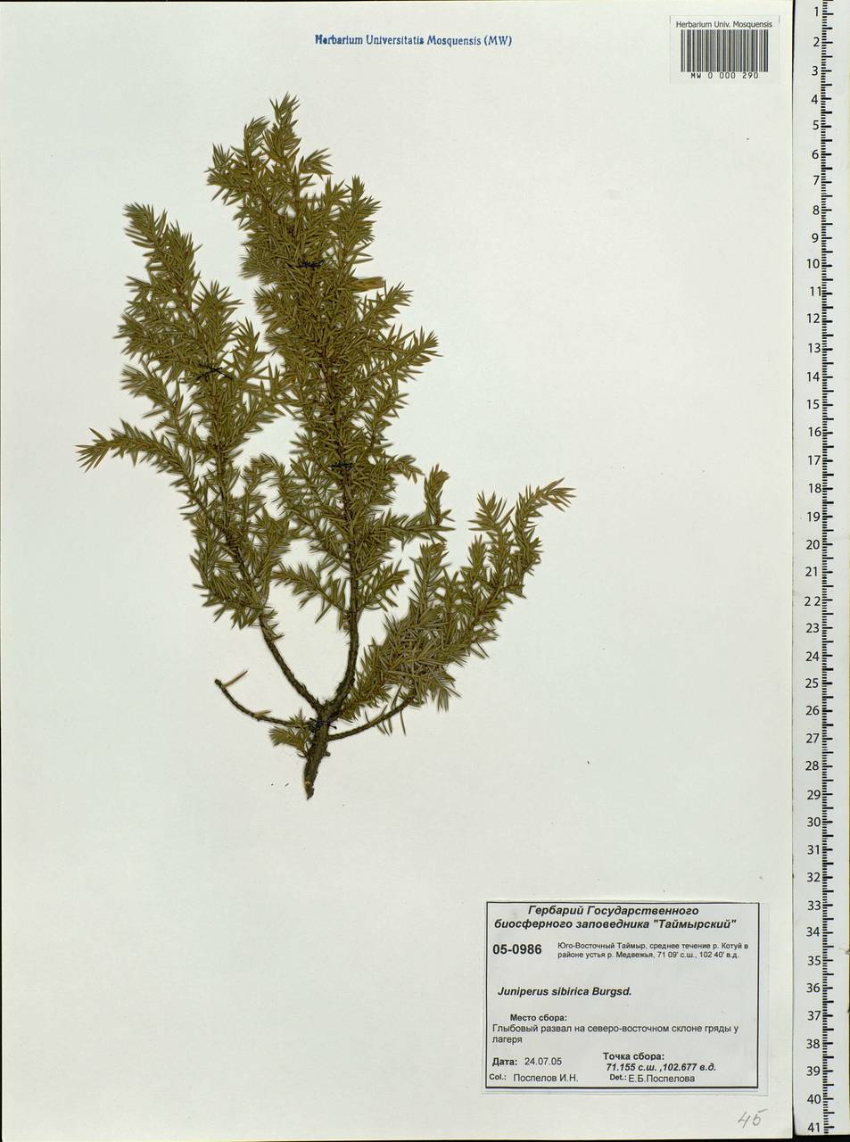 Juniperus communis var. saxatilis Pall., Siberia, Central Siberia (S3) (Russia)