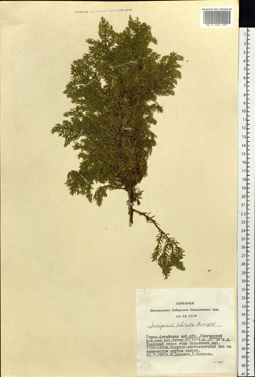 Juniperus communis var. saxatilis Pall., Siberia, Altai & Sayany Mountains (S2) (Russia)