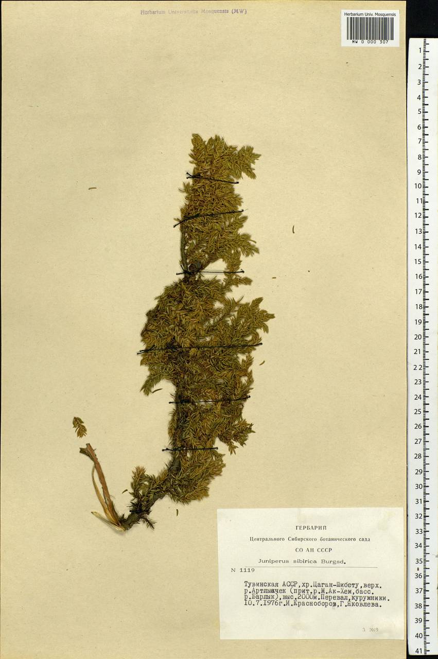 Juniperus communis var. saxatilis Pall., Siberia, Altai & Sayany Mountains (S2) (Russia)