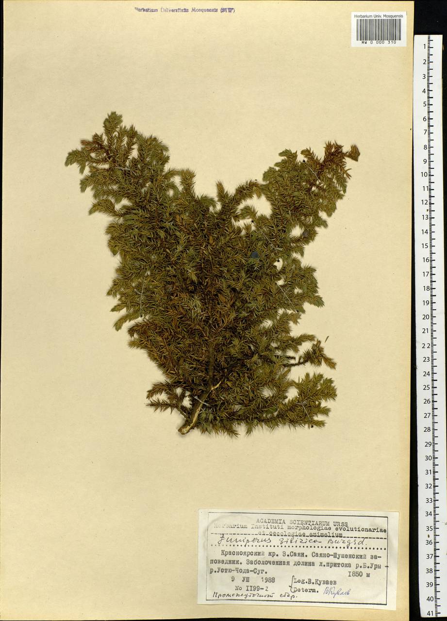 Juniperus communis var. saxatilis Pall., Siberia, Altai & Sayany Mountains (S2) (Russia)