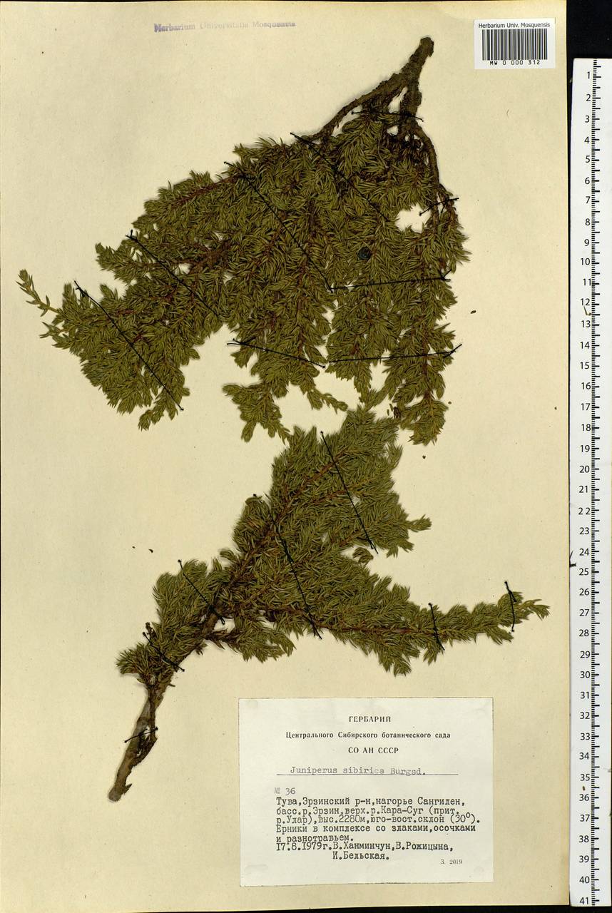 Juniperus communis var. saxatilis Pall., Siberia, Altai & Sayany Mountains (S2) (Russia)