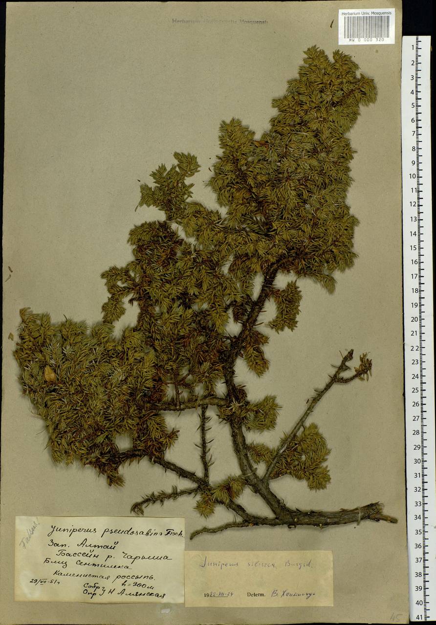 Juniperus communis var. saxatilis Pall., Siberia, Altai & Sayany Mountains (S2) (Russia)