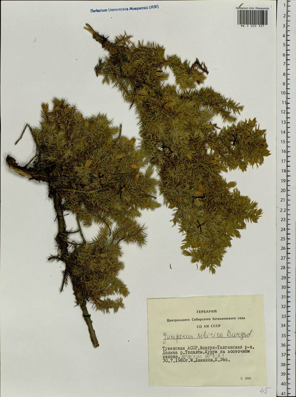 Juniperus communis var. saxatilis Pall., Siberia, Altai & Sayany Mountains (S2) (Russia)