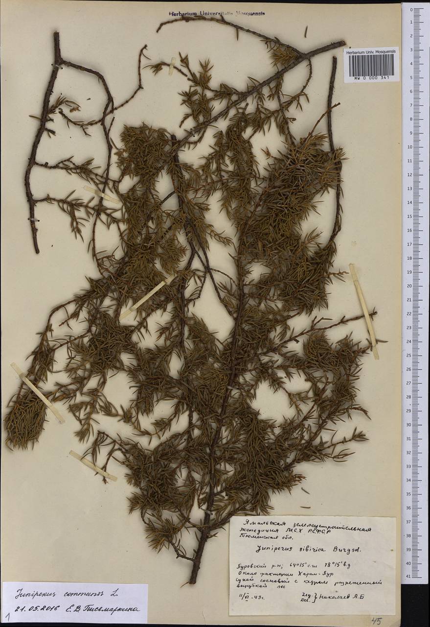 Juniperus communis L., Siberia, Western Siberia (S1) (Russia)
