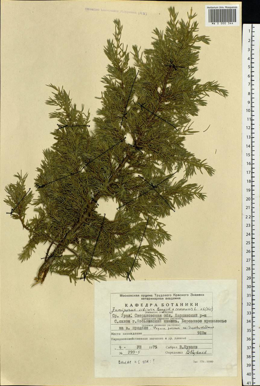 Juniperus communis var. saxatilis Pall., Eastern Europe, Eastern region (E10) (Russia)