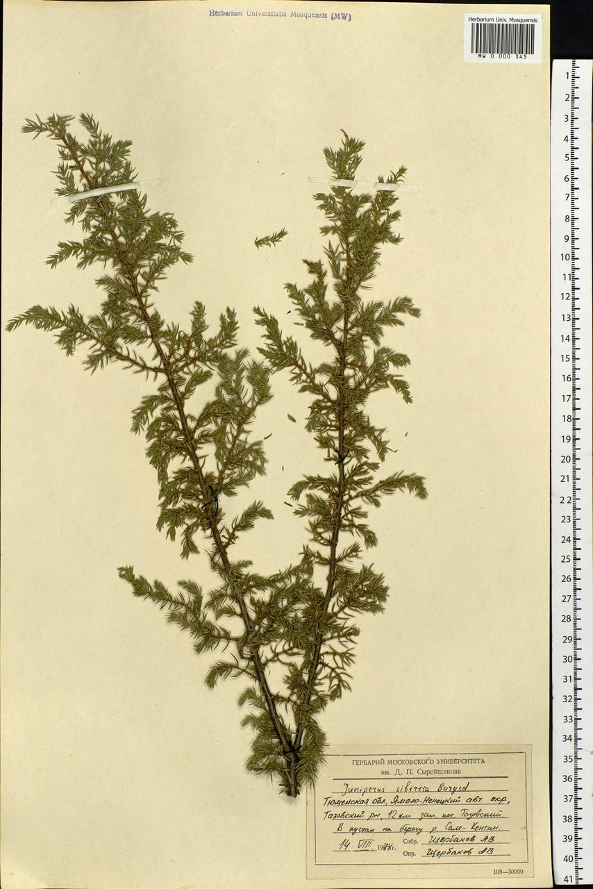 Juniperus communis var. saxatilis Pall., Siberia, Western Siberia (S1) (Russia)