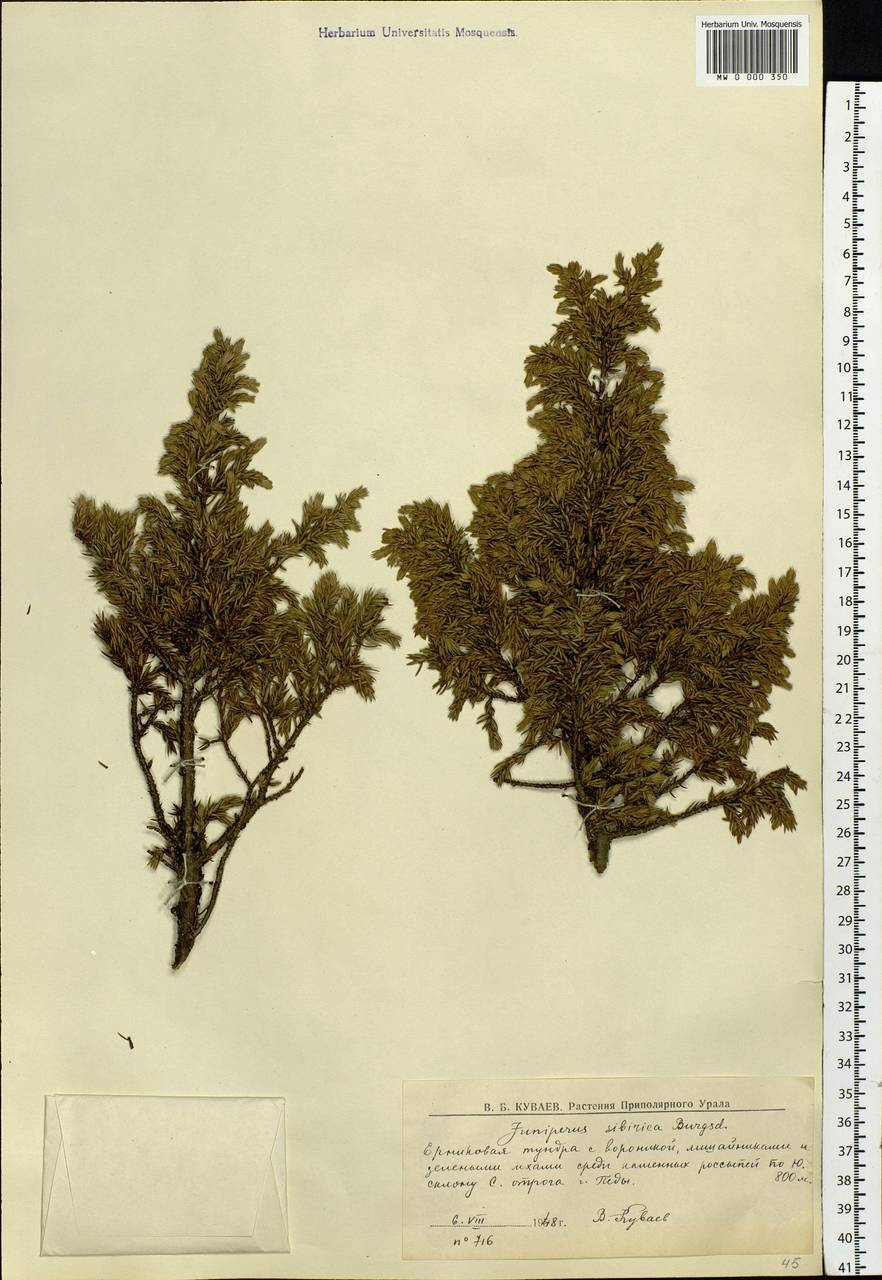 Juniperus communis var. saxatilis Pall., Eastern Europe, Northern region (E1) (Russia)