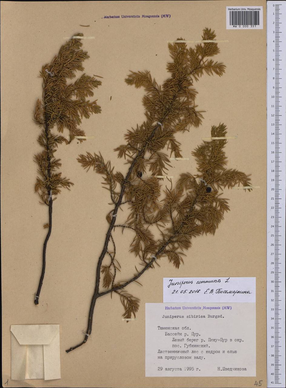 Juniperus communis L., Siberia, Western Siberia (S1) (Russia)