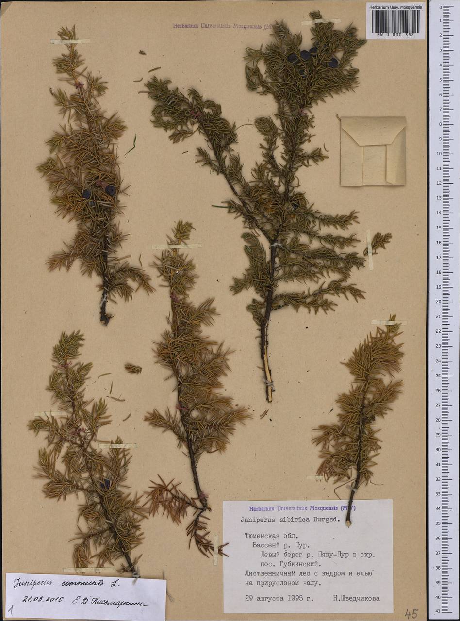 Juniperus communis L., Siberia, Western Siberia (S1) (Russia)