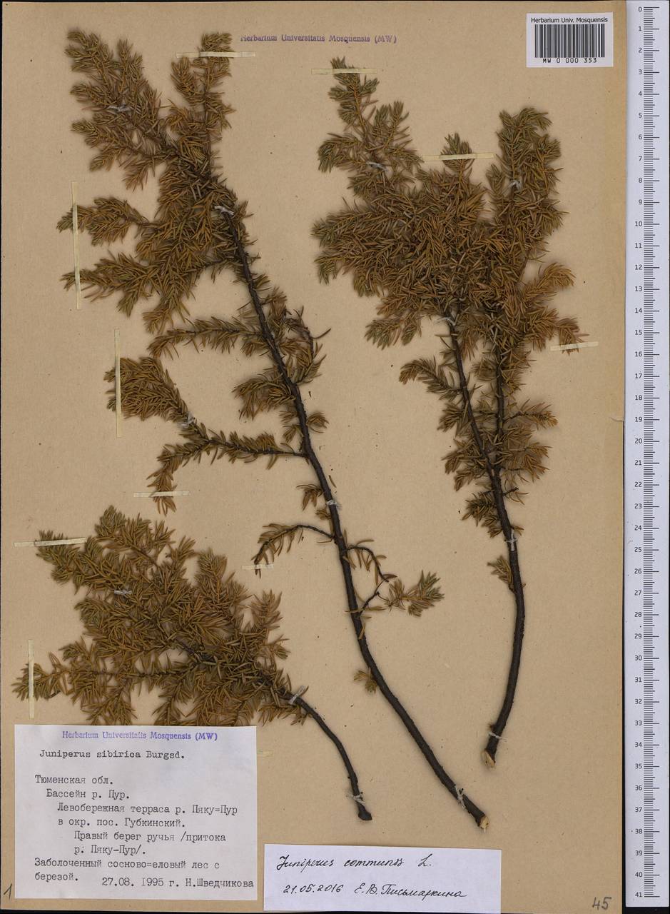 Juniperus communis L., Siberia, Western Siberia (S1) (Russia)