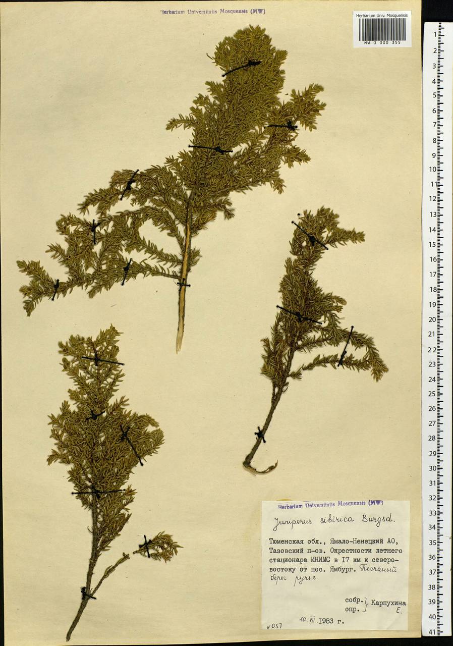 Juniperus communis var. saxatilis Pall., Siberia, Western Siberia (S1) (Russia)