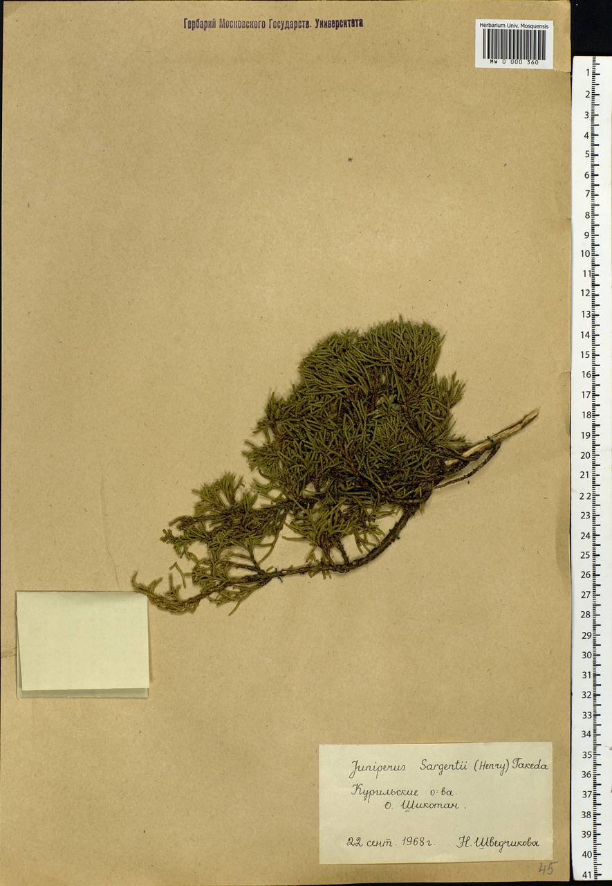 Juniperus chinensis var. sargentii A.Henry, Siberia, Russian Far East (S6) (Russia)