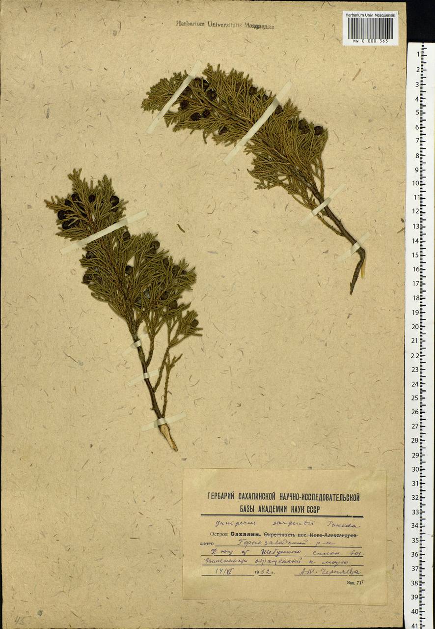 Juniperus chinensis var. sargentii A.Henry, Siberia, Russian Far East (S6) (Russia)