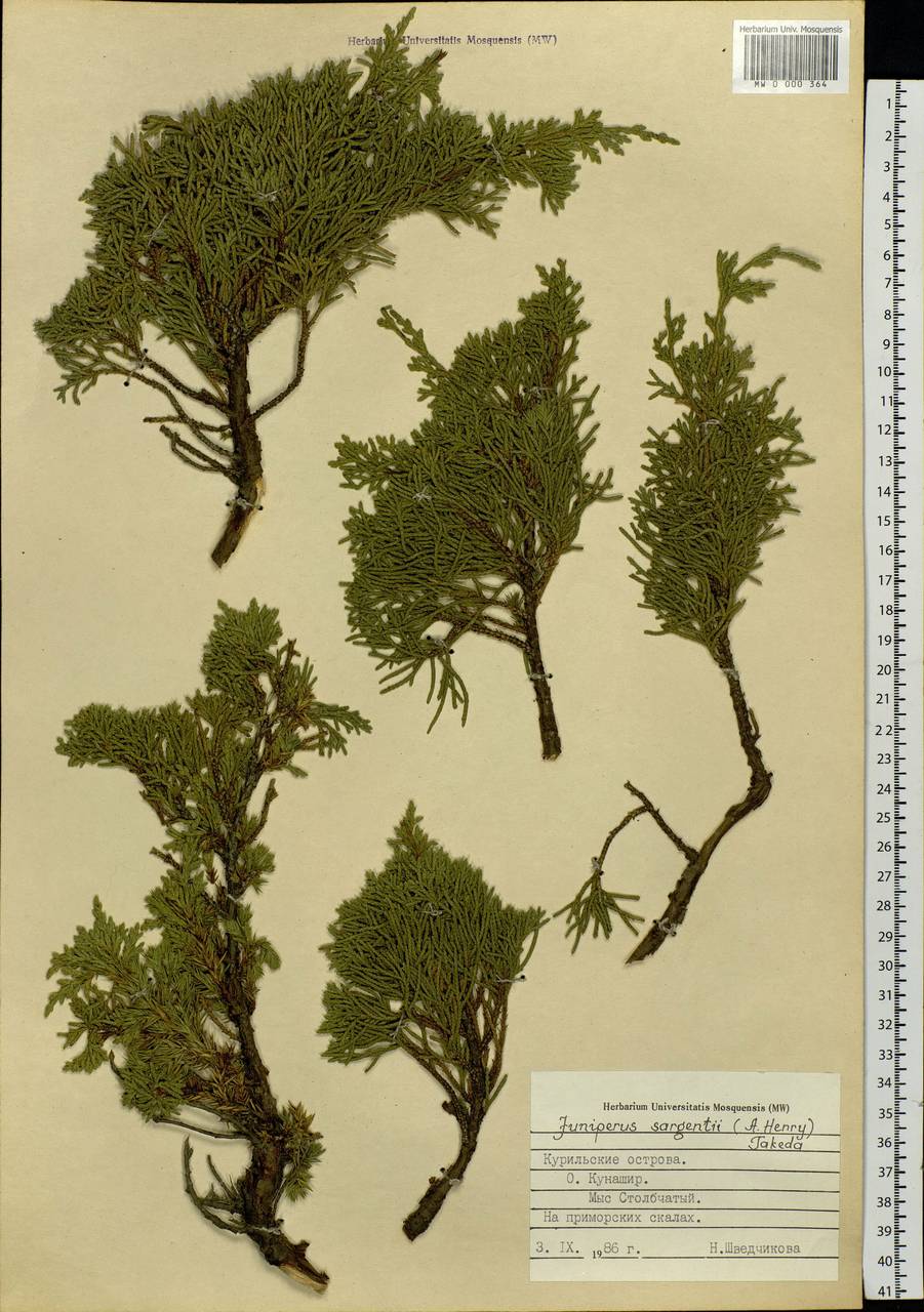 Juniperus chinensis var. sargentii A.Henry, Siberia, Russian Far East (S6) (Russia)