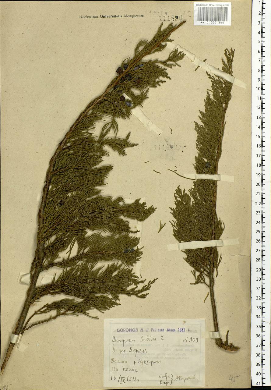 Juniperus sabina L., Siberia, Western (Kazakhstan) Altai Mountains (S2a) (Kazakhstan)