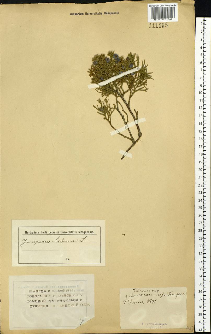 Juniperus sabina L., Siberia, Western (Kazakhstan) Altai Mountains (S2a) (Kazakhstan)