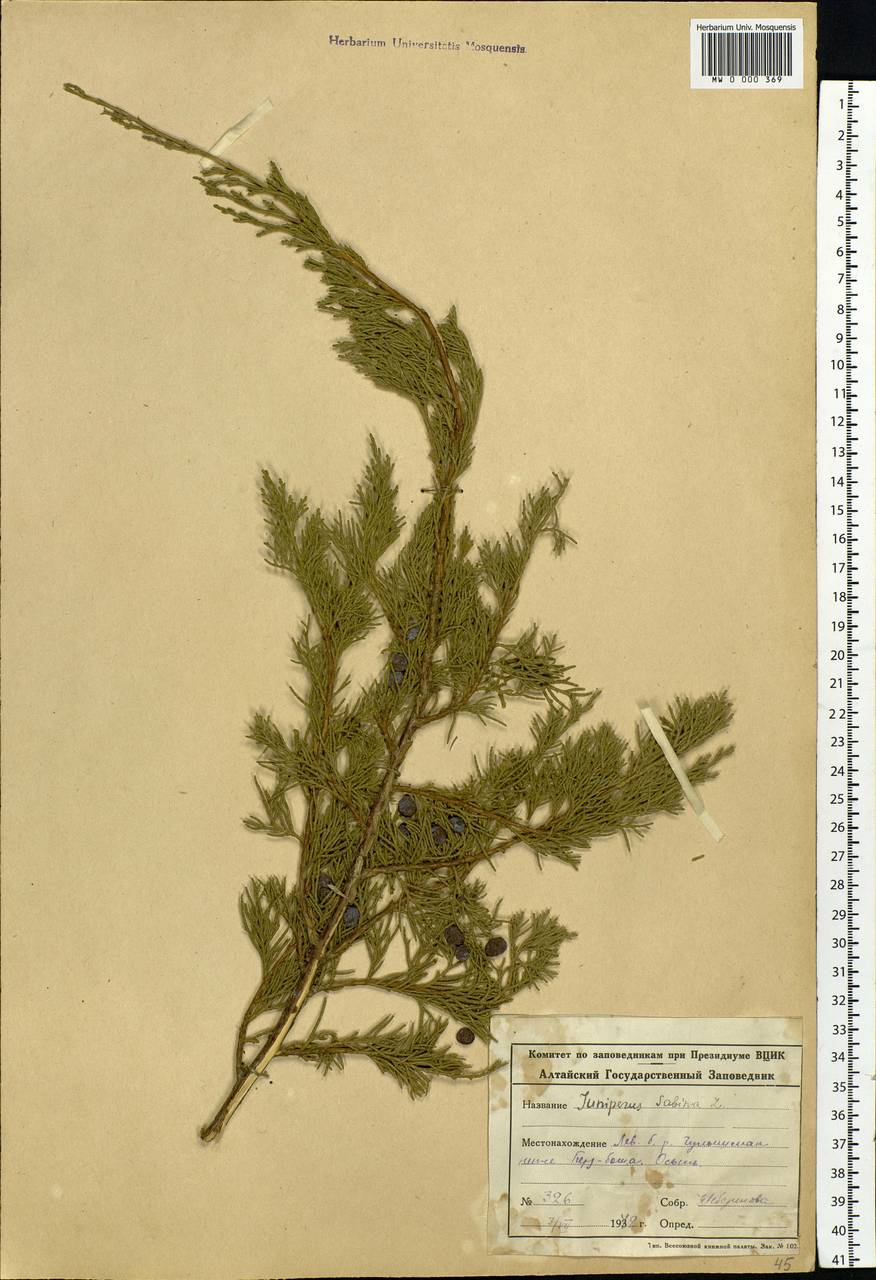Juniperus sabina L., Siberia, Altai & Sayany Mountains (S2) (Russia)