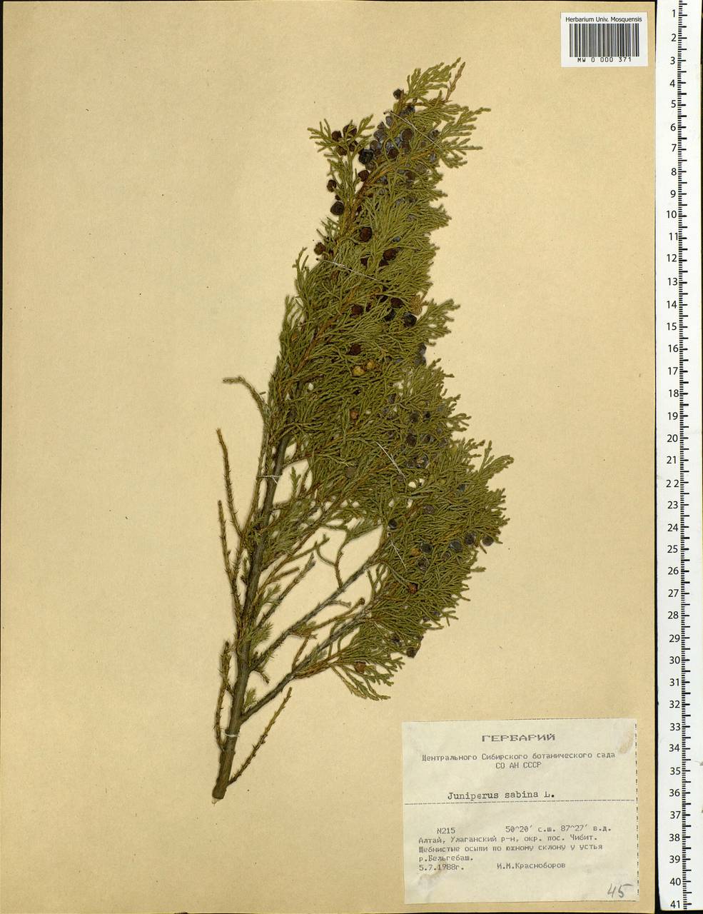 Juniperus sabina L., Siberia, Altai & Sayany Mountains (S2) (Russia)