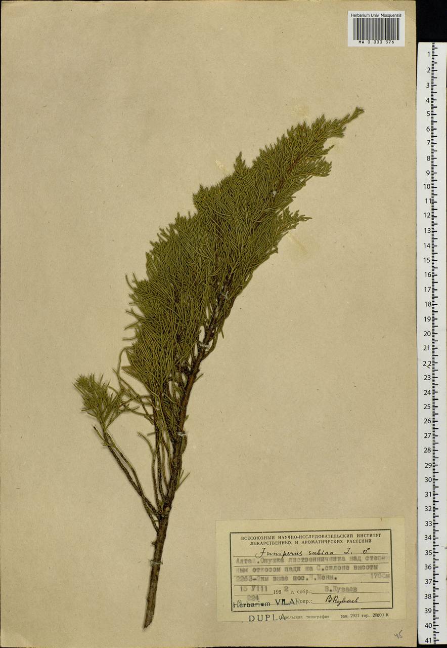 Juniperus sabina L., Siberia, Altai & Sayany Mountains (S2) (Russia)