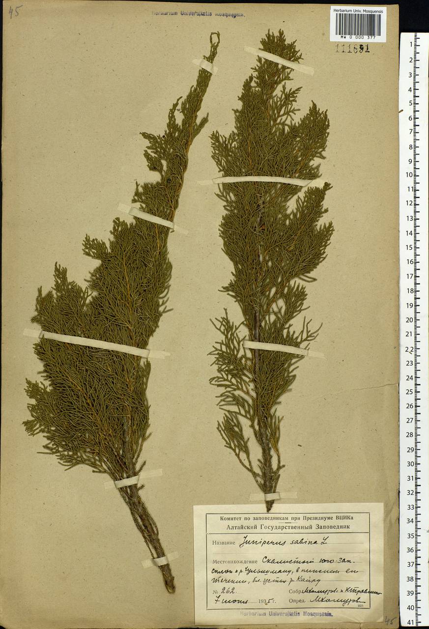 Juniperus sabina L., Siberia, Altai & Sayany Mountains (S2) (Russia)