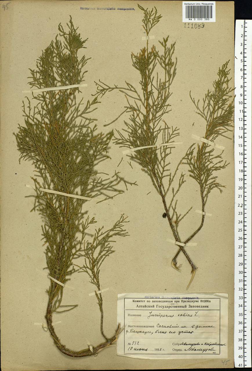 Juniperus sabina L., Siberia, Altai & Sayany Mountains (S2) (Russia)