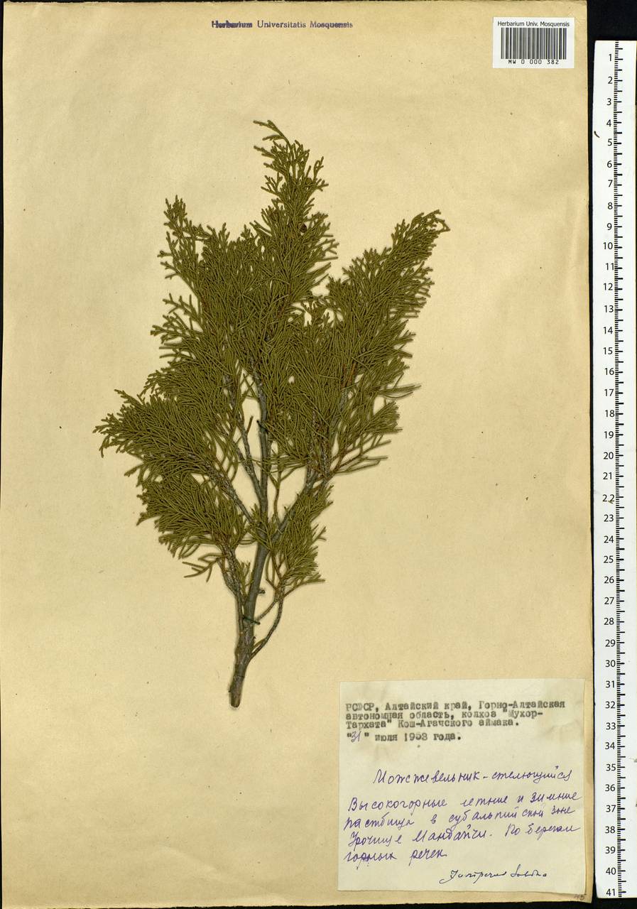 Juniperus sabina L., Siberia, Altai & Sayany Mountains (S2) (Russia)