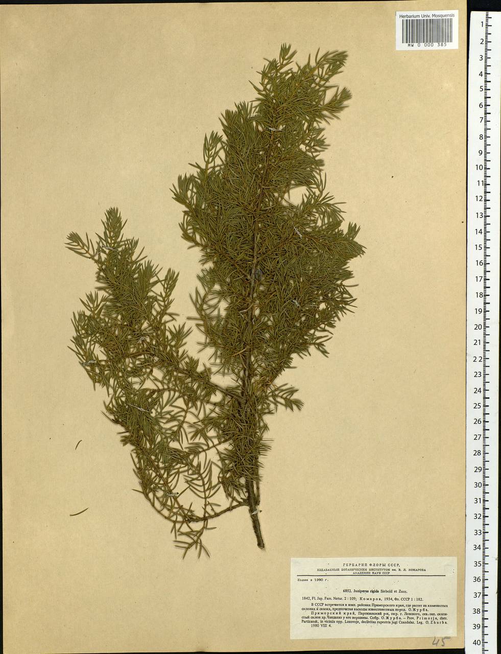 Juniperus rigida Siebold & Zucc., Siberia, Russian Far East (S6) (Russia)