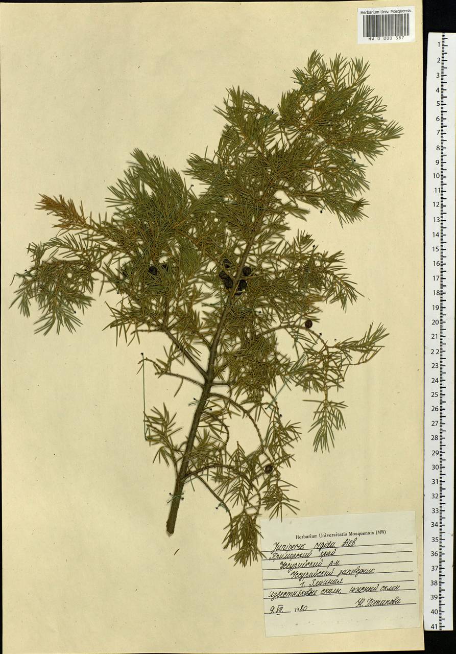 Juniperus rigida Siebold & Zucc., Siberia, Russian Far East (S6) (Russia)