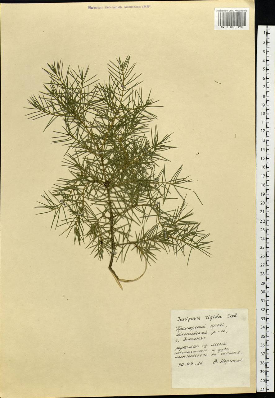 Juniperus rigida Siebold & Zucc., Siberia, Russian Far East (S6) (Russia)