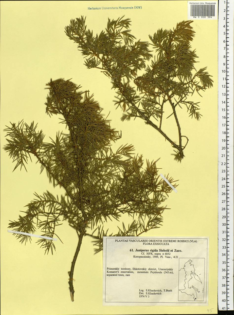 Juniperus rigida Siebold & Zucc., Siberia, Russian Far East (S6) (Russia)