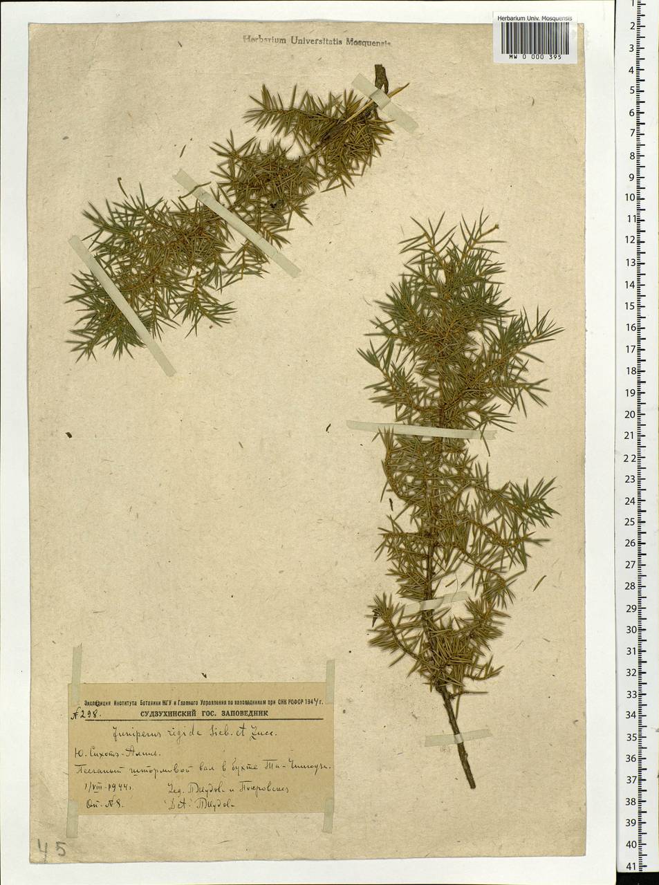 Juniperus rigida Siebold & Zucc., Siberia, Russian Far East (S6) (Russia)