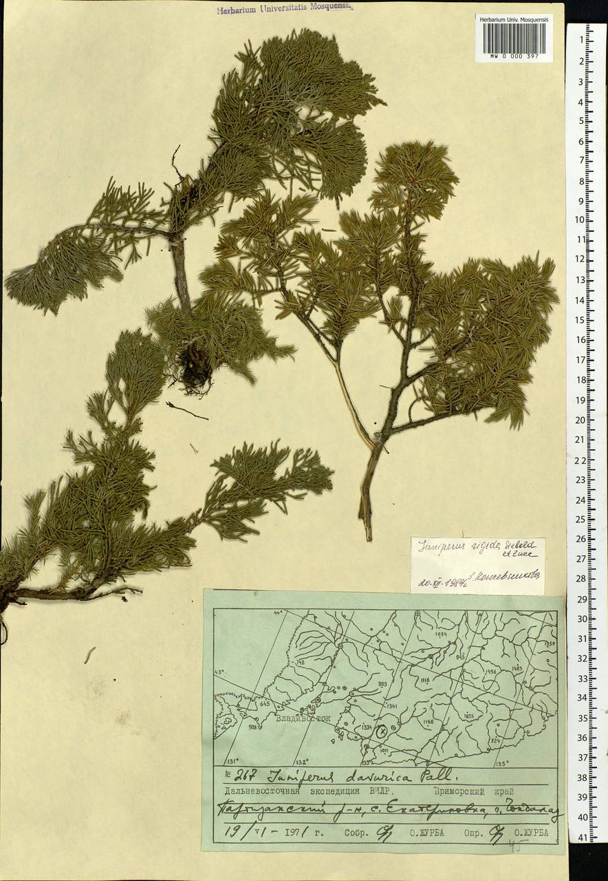 Juniperus rigida Siebold & Zucc., Siberia, Russian Far East (S6) (Russia)