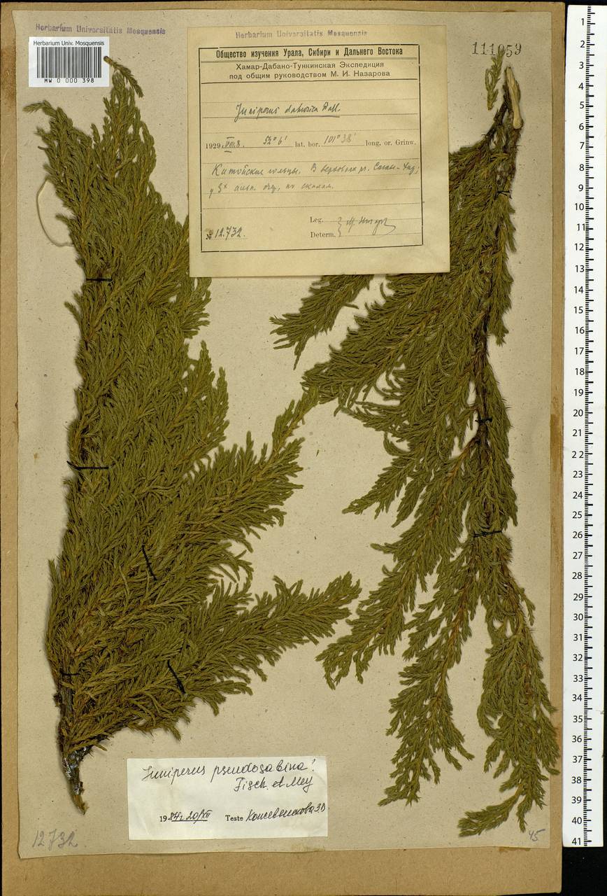 Juniperus pseudosabina Fisch. & C.A.Mey., Siberia, Baikal & Transbaikal region (S4) (Russia)